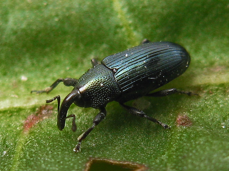 Curculionidae: Baris sp.?   No, Aulacobaris coerulescens